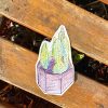 Bunny Ear Cactus Sticker - Image 3